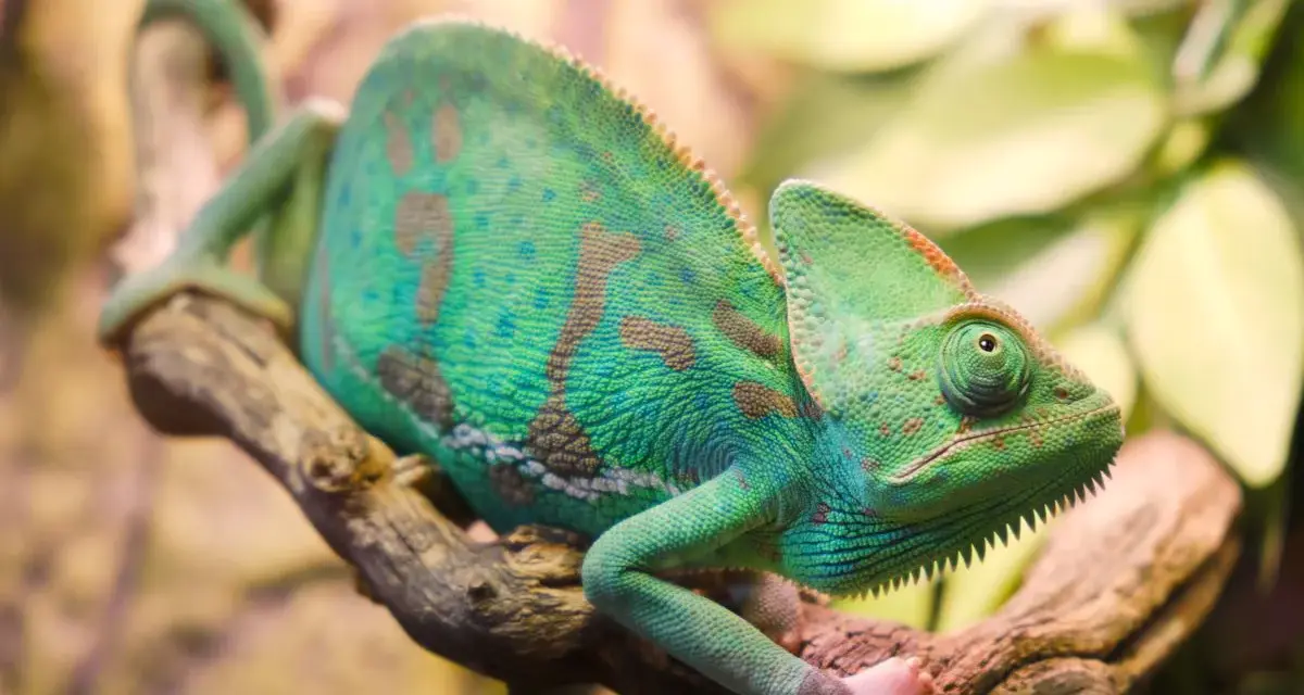 Zielony kameleon z brązowymi plamami siedzi na gałęzi. Zastanawiasz się, ile żyje kameleon? Ten osobnik wygląda na zdrowego i pełnego życia.