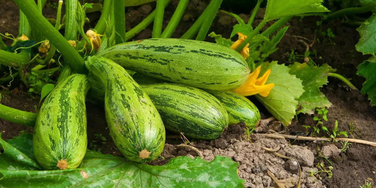Un grappolo di zucchine verdi striate, mature e pronte per essere raccolte, crescono rigogliose sulla loro pianta.