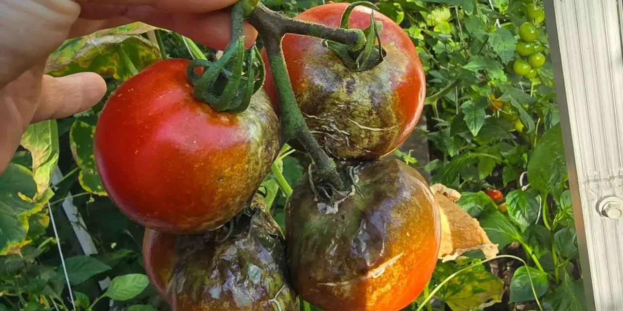 Grudki na pomidorach, objawy chorób pomidorów. Zgnilizna i plamy na dojrzewających owocach.