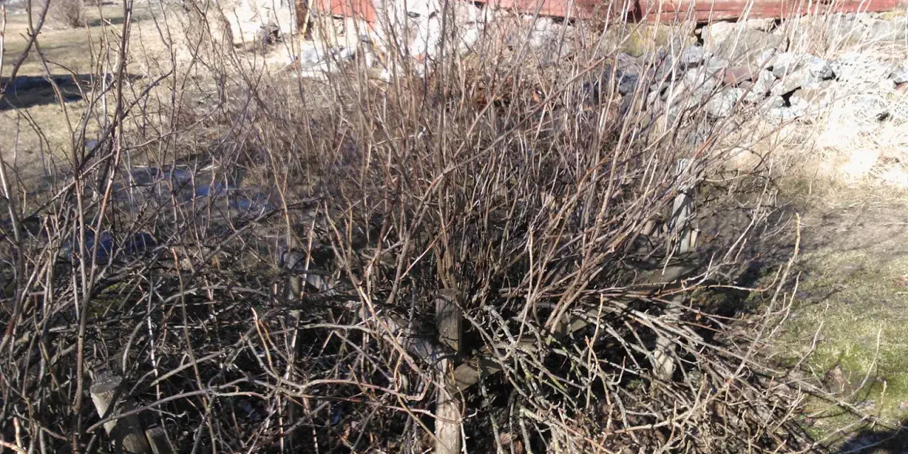 En buske med många tunna grenar, redo att klippa röda vinbär. Bakom syns ett rött trähus.