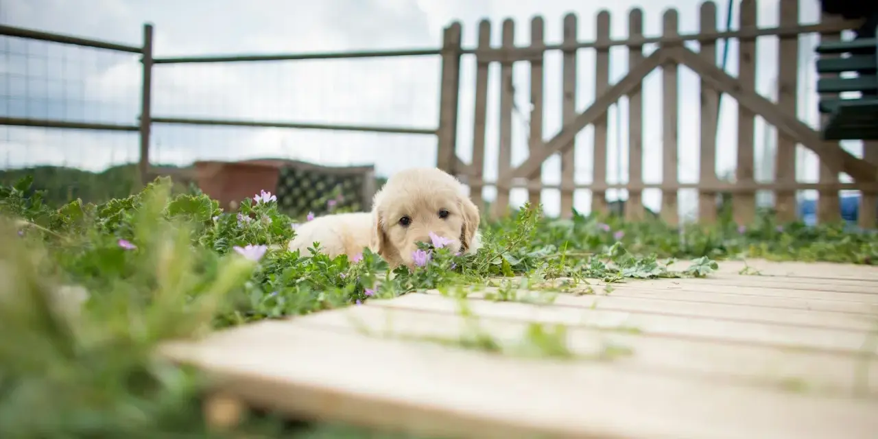 Ile kosztuje mały golden retriever? Sprawdź ceny i czynniki wpływające na koszt