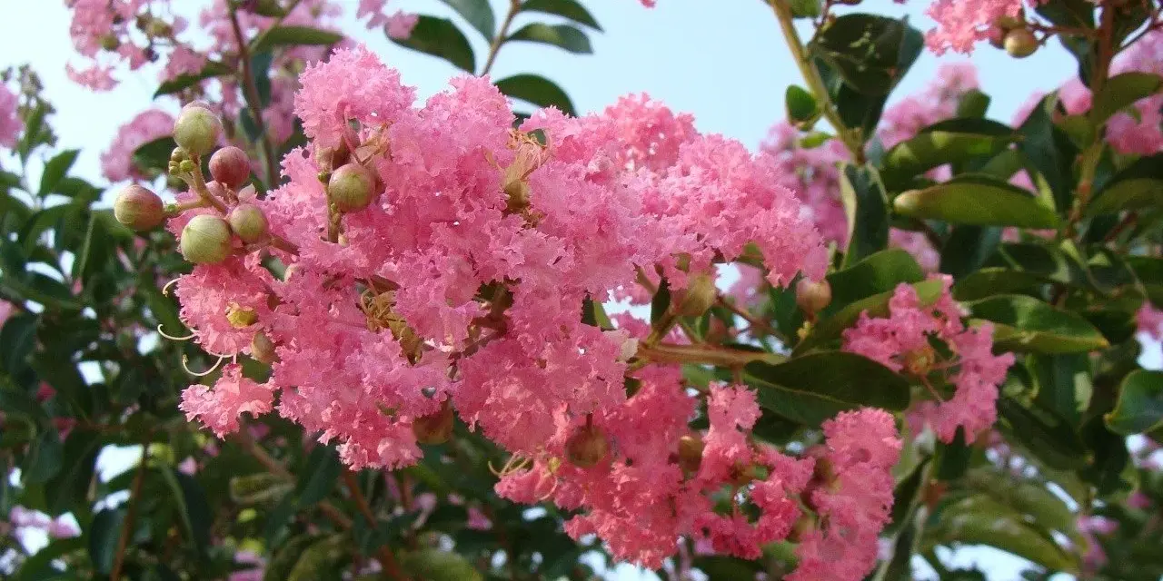 Kwitnąca lagerstroemia w Polsce, z pąkami i zielonymi liśćmi na tle błękitnego nieba.