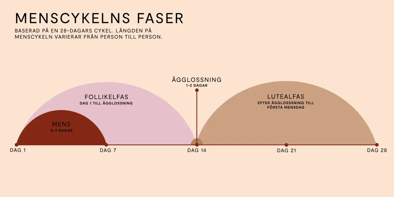 Grafisk illustration av menscykelns faser: mens, follikelfas, ägglossning och lutealfas.