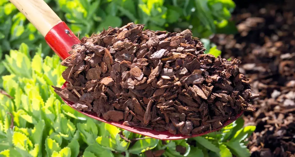 Schaufel voller Rindenmulch, bereit für neue Garten Ideen. Perfekt für Beete und Wege.