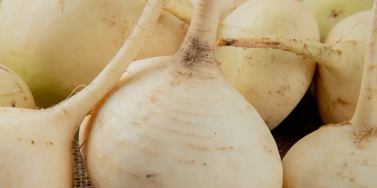 Grupka świeżych, białych rzep na płóciennym tle. Ich korzenie i łodyżki dodają naturalnego uroku.