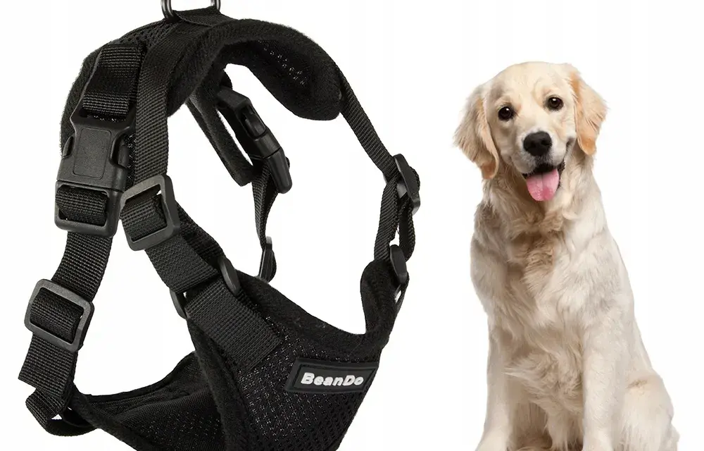 Obroża czy szelki dla golden retrievera – co wybrać dla psa?