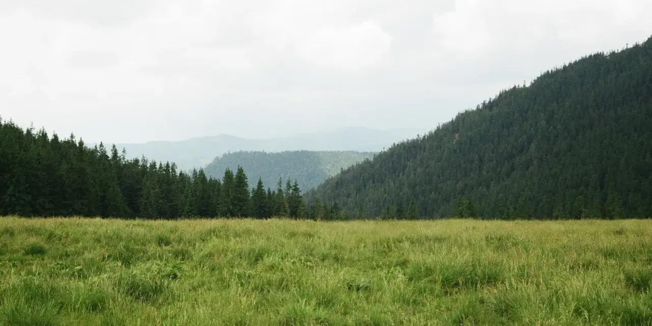 Zielona, bujna trawa na łąkach trwałych, co to znaczy? To naturalne, nieuprawiane tereny, otoczone lasem i górami.