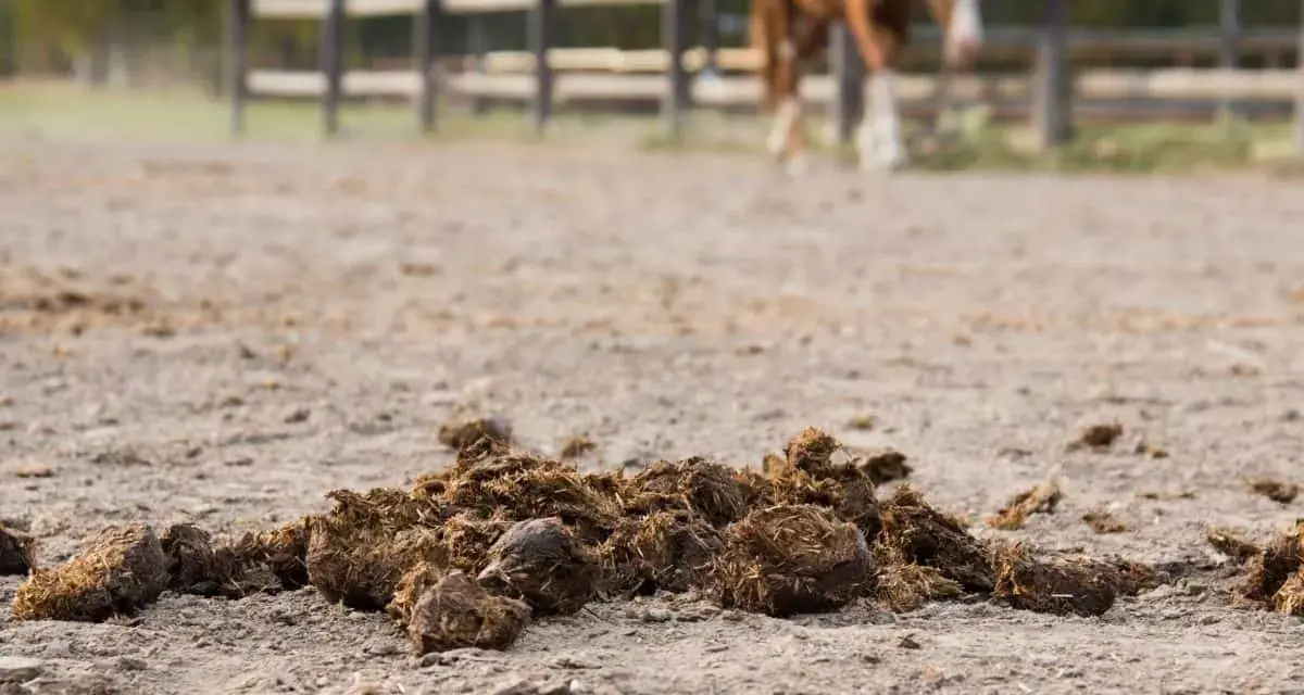 Un tas de crottin de cheval sur le sol sablonneux d'une carrière, avec un cheval en arrière-plan.
