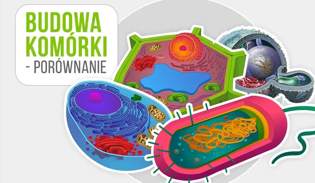 Co to jest komórka w biologii? Zrozum podstawowe funkcje i znaczenie
