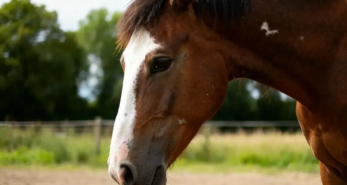Profil d'un cheval brun avec une large liste blanche sur le nez. Il est dans un pré, le crépuscule approche.