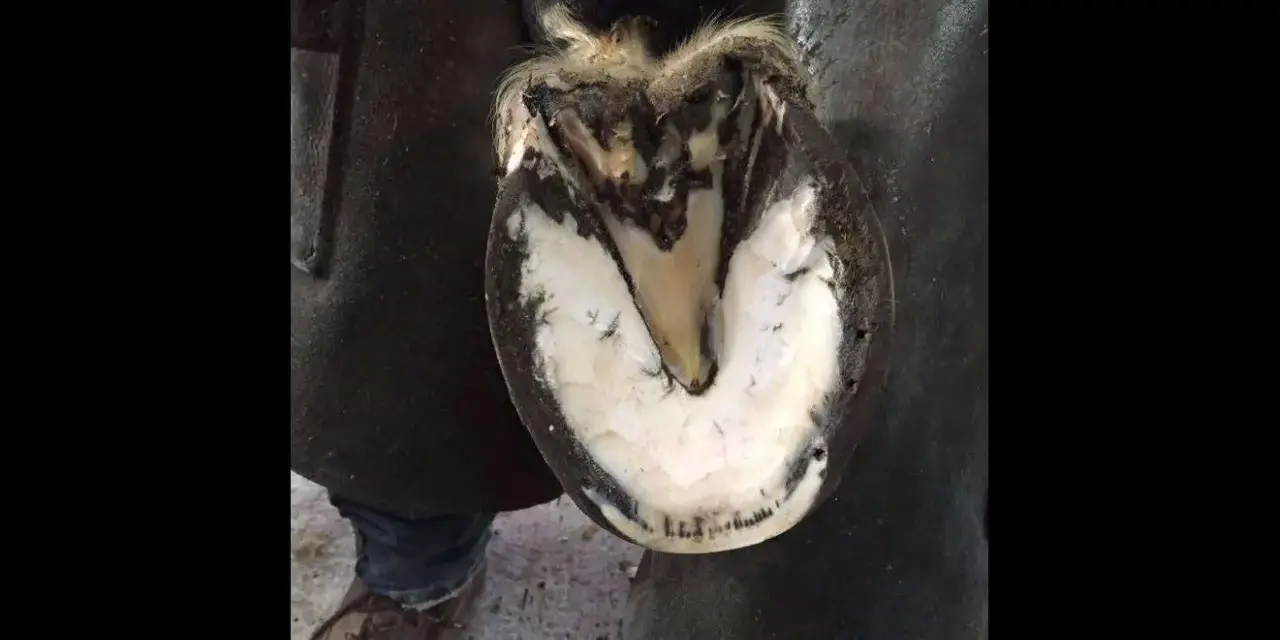 Gros plan sur un pied de cheval soigné, montrant la sole blanche et le sabot sain, contrastant avec l'idée d'un pied pourris.