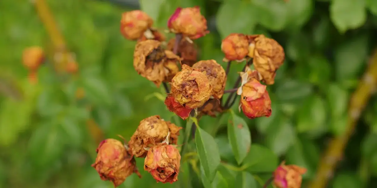 Fleurs de roses desséchées, signe d'une maladie des rosiers. Peut-être un remède de grand-mère pourrait les sauver.