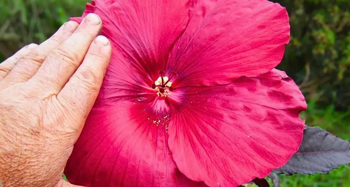 Una mano toca una enorme flor de escorpio de color rosa intenso, mostrando su tamaño y delicados pétalos.