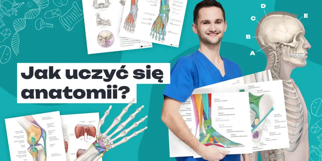Uśmiechnięty student medycyny prezentuje materiały do kursu anatomii: szkielet, mięśnie i kości.