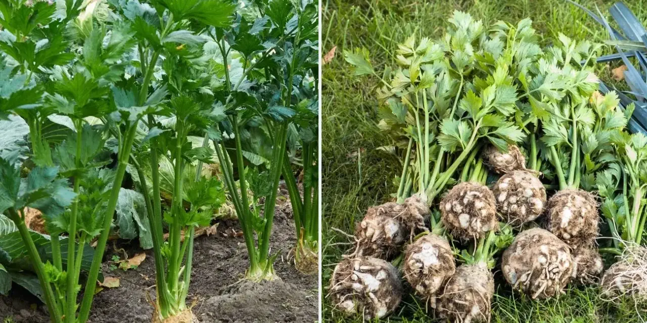 Seler korzeniowy w gruncie i świeżo wykopany. Dowiedz się, co zrobić, aby seler rósł w korzeń.