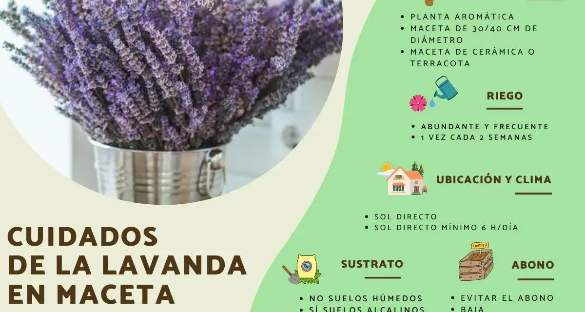 Ramo de lavanda en maceta metálica, con consejos sobre cuidados: riego, ubicación, sustrato y abono.