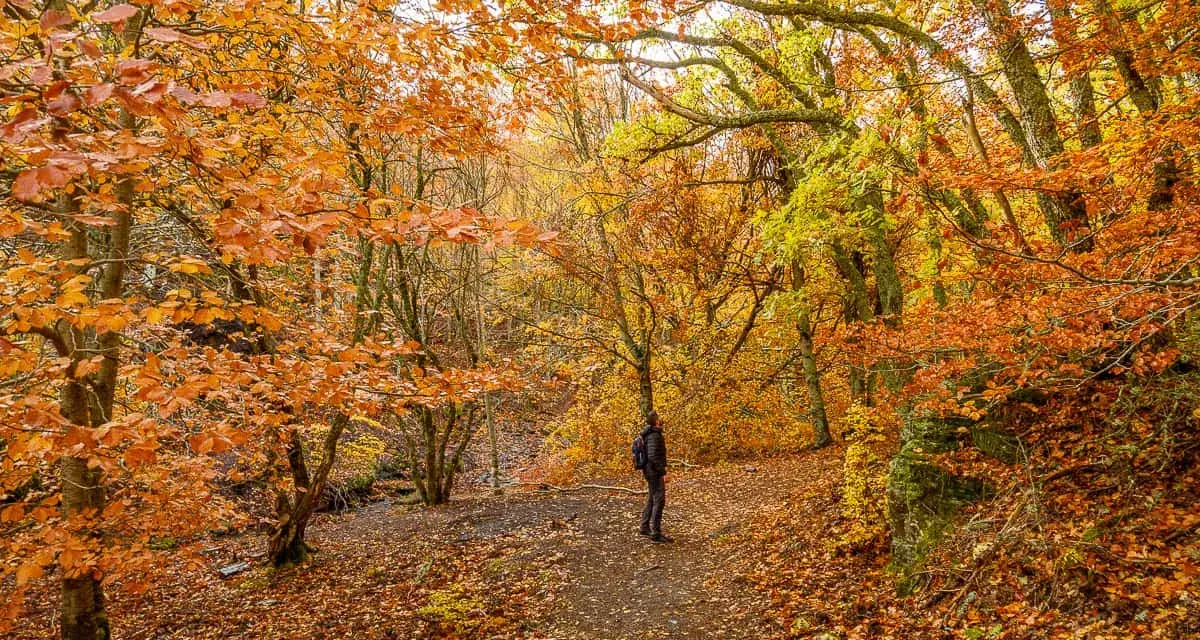 Senderismo en un bosque otoñal de Guadalajara, con hojas doradas y naranjas cubriendo el camino. Una tejera negra se alza entre los árboles.