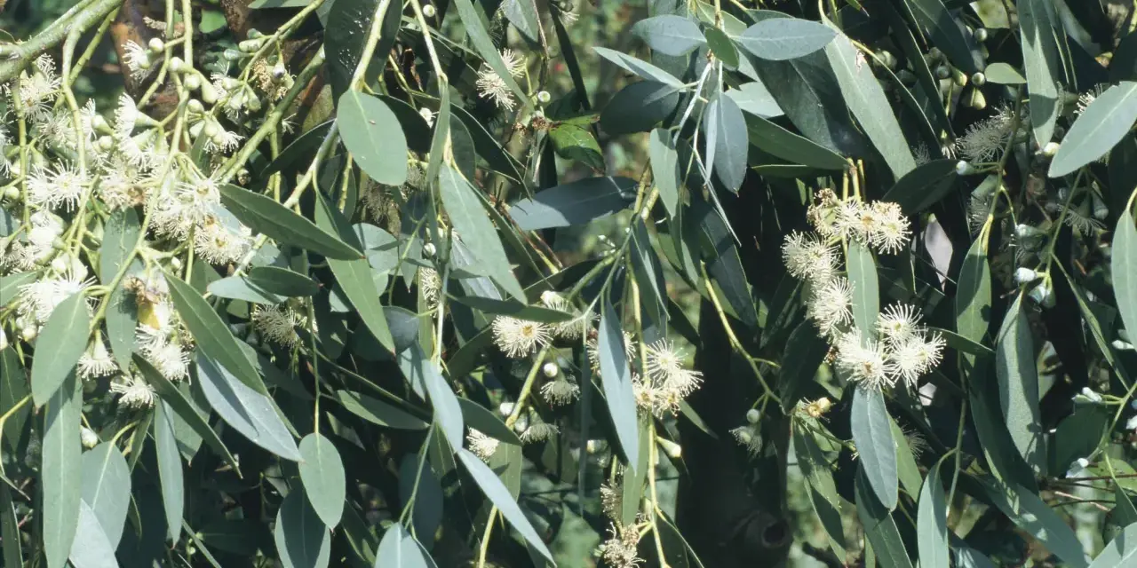 Eukalyptus vermehren: zarte weiße Blüten und lange, graugrüne Blätter an einem Ast.