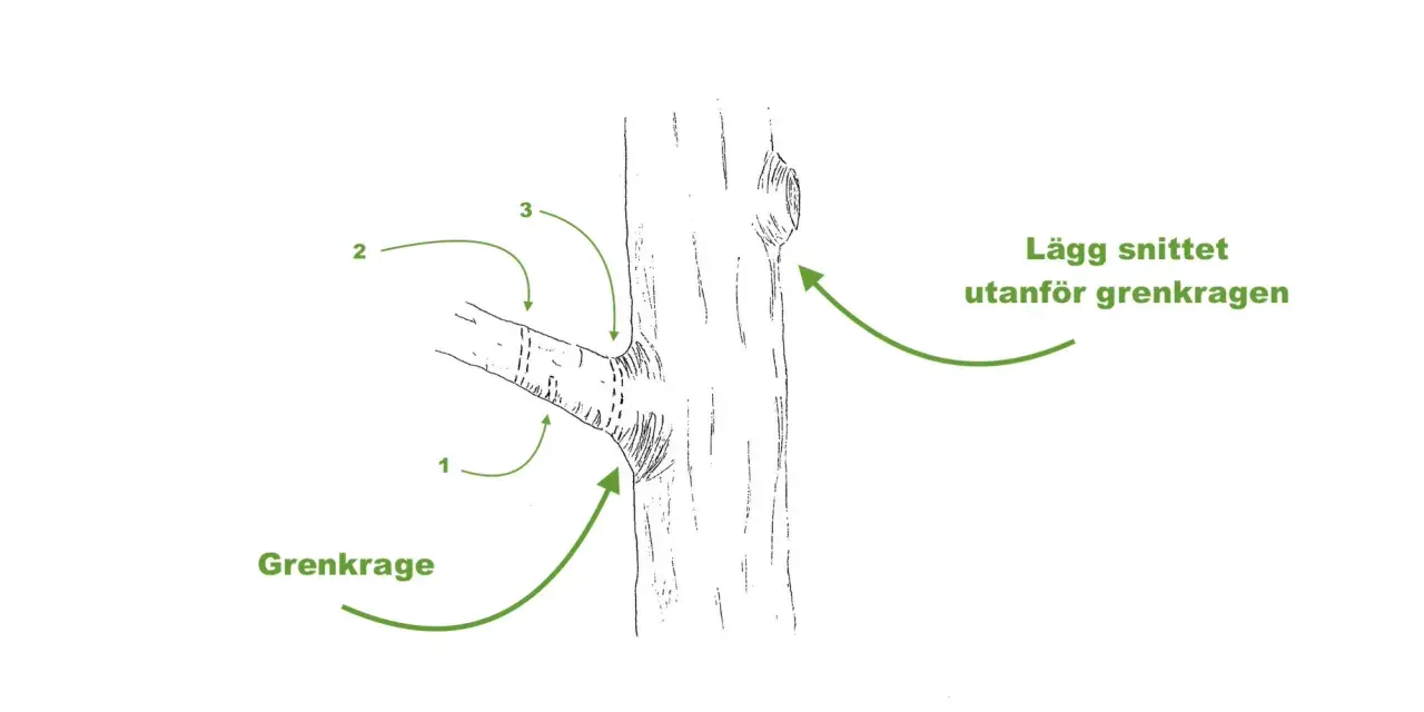 Illustration visar hur man beskär grenar. Grenkragen markeras, och snittet läggs utanför den för att buskar ska läka fint.