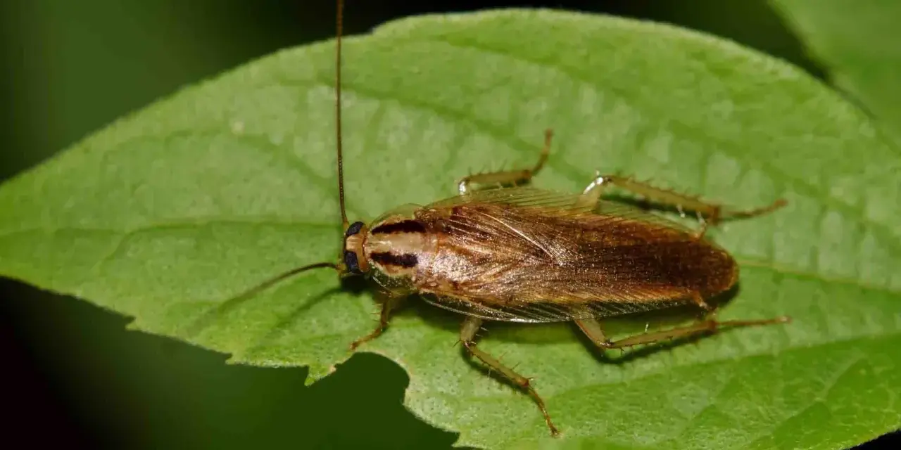 Cucaracha marrón sobre hoja verde. El ozono mata las cucarachas, pero esta parece estar bien.