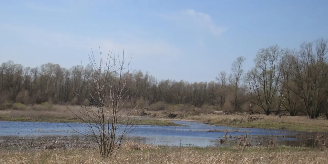 Wiosenny krajobraz w rezerwat przyrody jeziorsko. Woda odbija błękitne niebo, a drzewa na horyzoncie budzą się do życia.