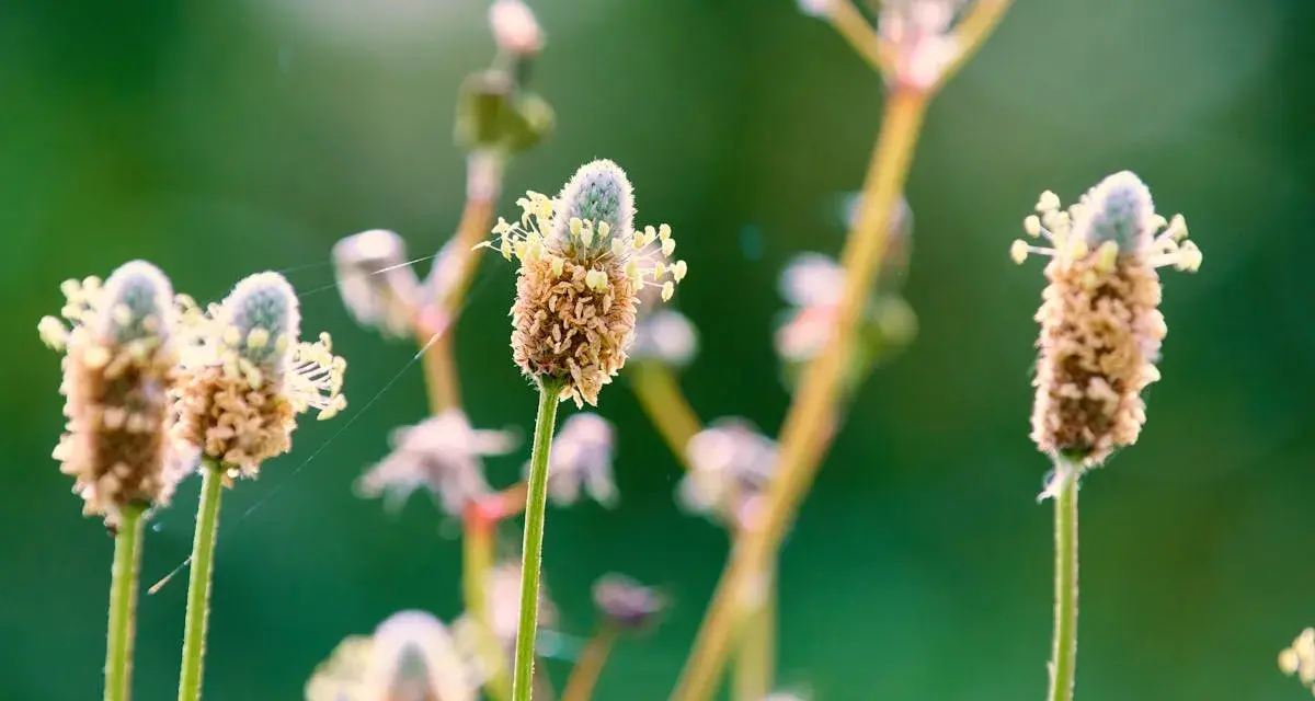 Fleurs de psyllium blond, aux épis brunâtres et aux petites fleurs blanches, se dressent sur des tiges fines dans un champ verdoyant.