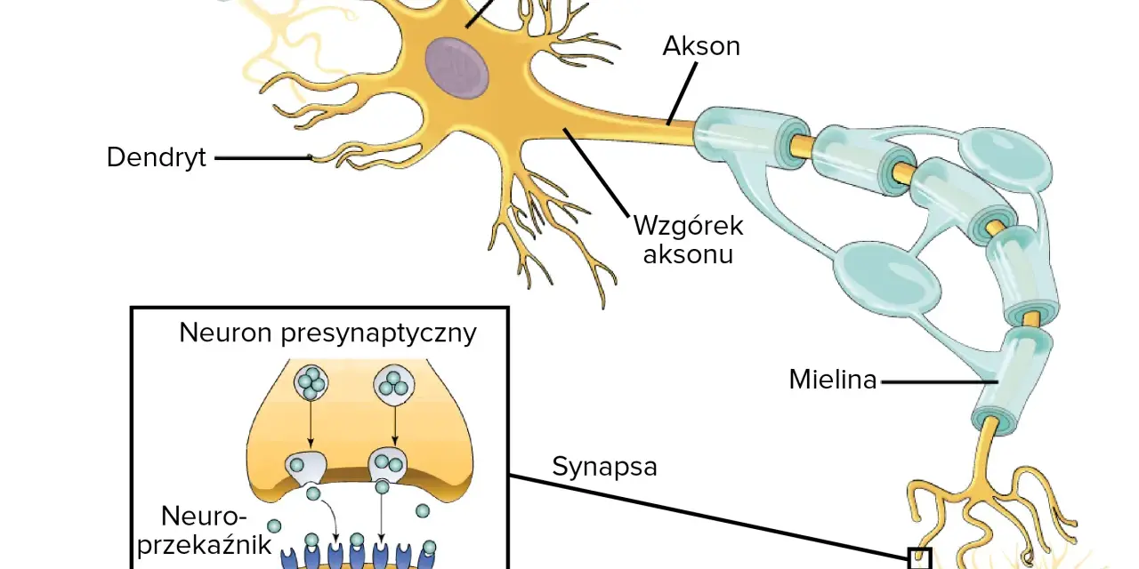 Schemat budowy neuronów: dendryty, soma, akson z osłonką mielinową, zakończenie aksonu i synapsa z neuroprzekaźnikami.