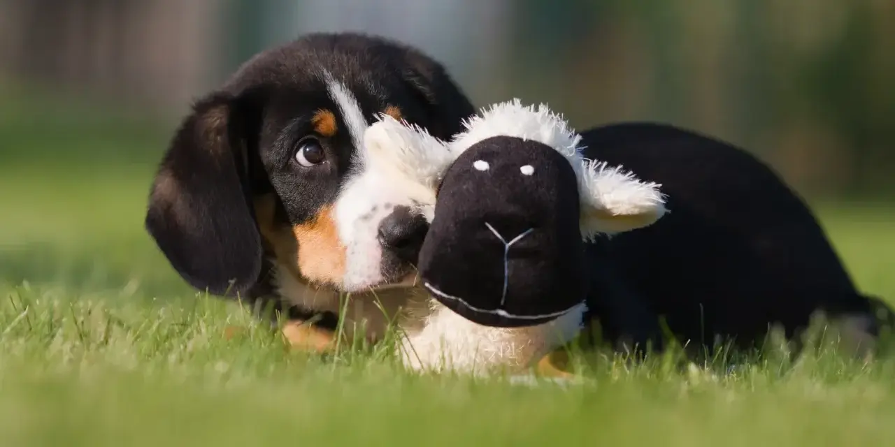 Uroczy szczeniak rasy entlebucher z pluszową owieczką. Zastanawiasz się nad entlebucher cena?
