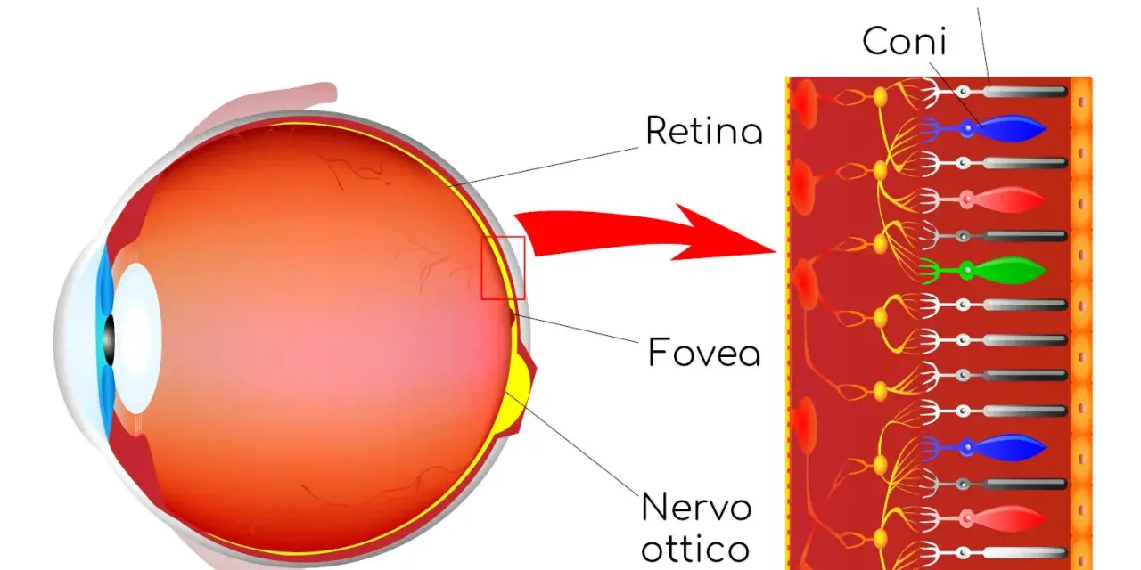 Illustrazione dell'occhio e della retina, con dettagli su coni e bastoncelli. Le cause della retinite pigmentosa sono legate a difetti in queste cellule.