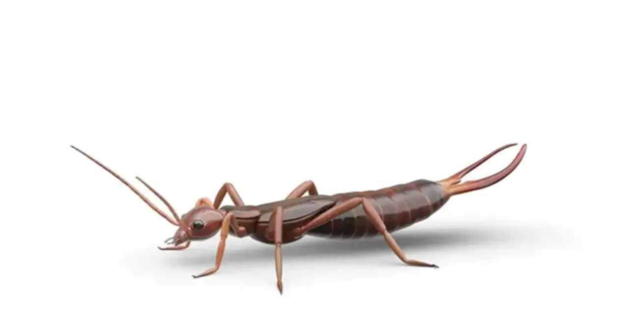 Un insecto tijereta de color marrón rojizo, con antenas largas y pinzas distintivas en su abdomen, se muestra en un fondo blanco.