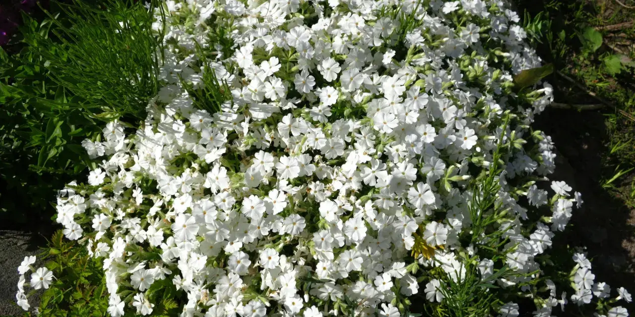 En tät matta av sommarflox i kruka, med små vita blommor som sprider sig över kanten.