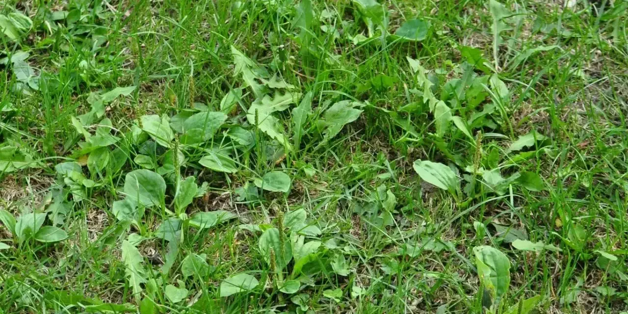 Gęsty trawnik z licznymi liśćmi babki lancetowatej, która jest popularnym chwastem w ogrodach.