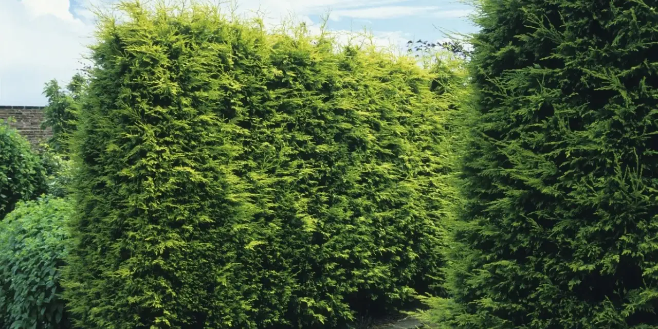 Gęsty, zielony cyprys na żywopłot tworzy naturalną barierę w ogrodzie.