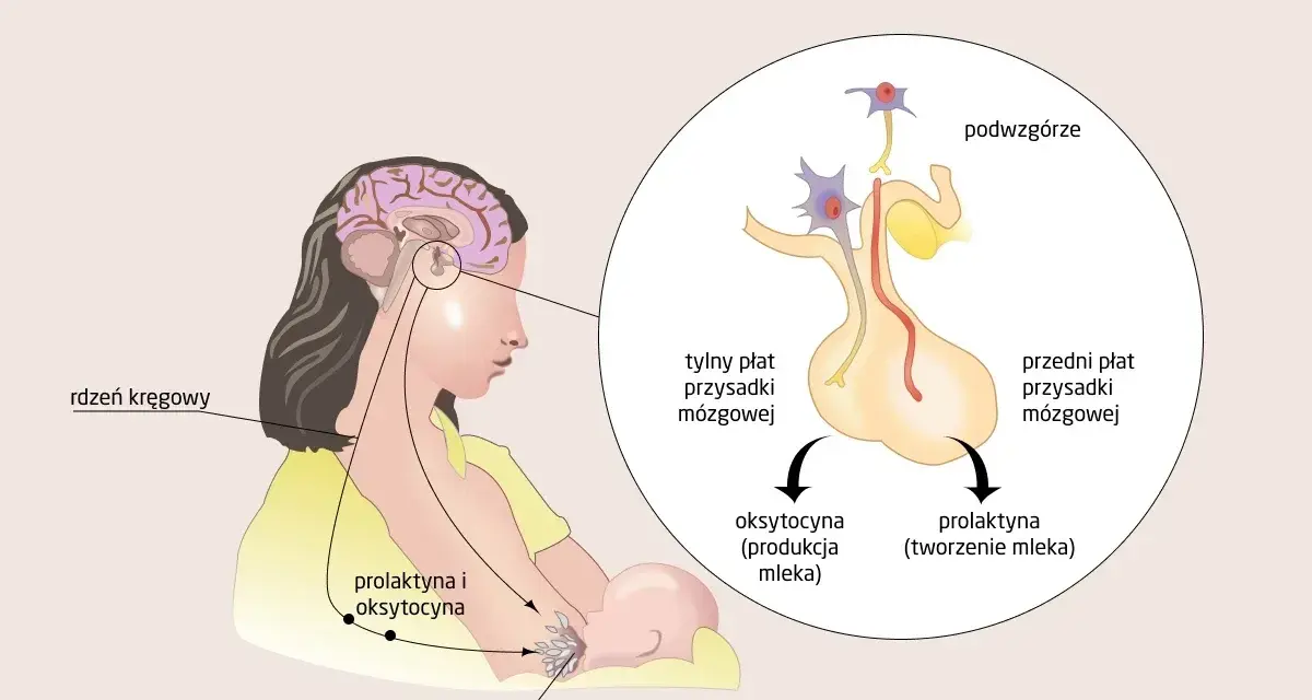 Wysoka prolaktyna: ginekolog czy endokrynolog - który specjalista pomoże?