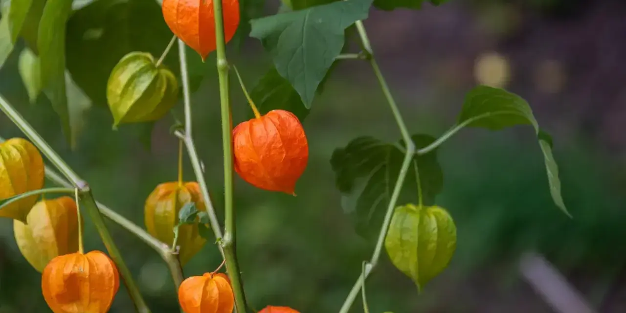 Pomarańczowe i zielone lampiony miechunki rozdętej zwisają z gałązek, tworząc jesienny bukiet.