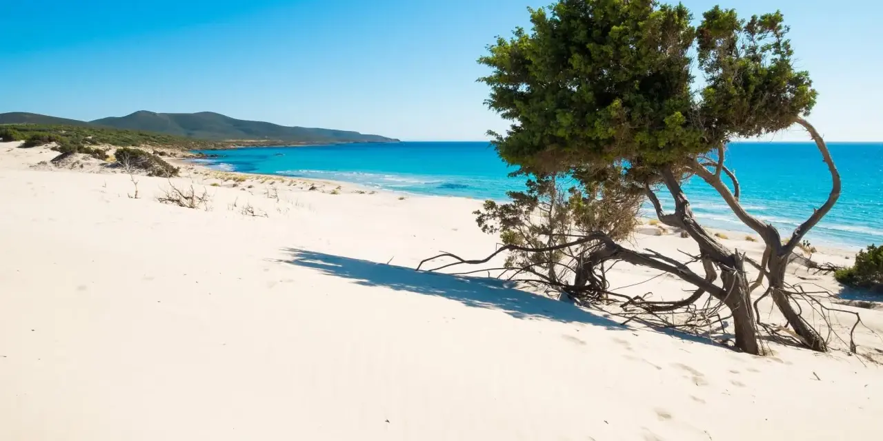 Dune sabbiose e un ginepro contorto su una delle splendide spiagge Sardegna, con mare turchese e cielo azzurro.