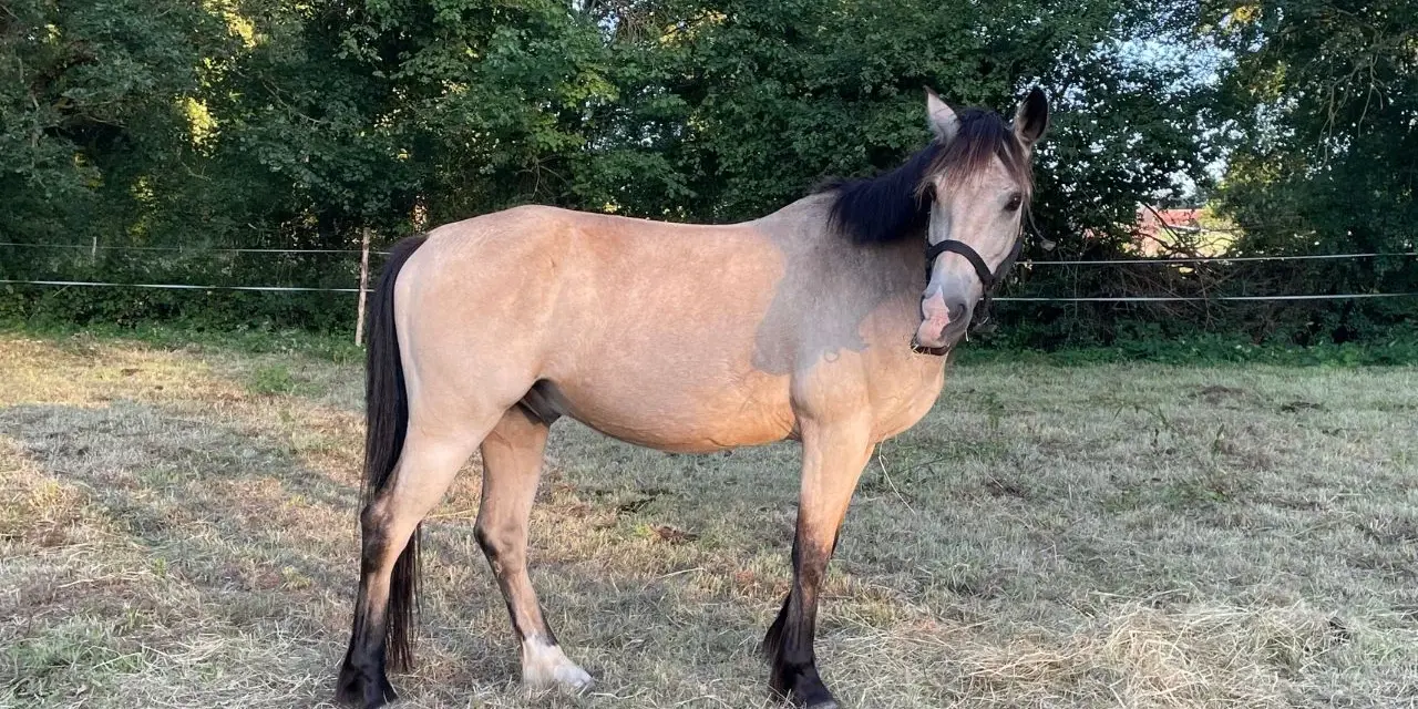 Un magnifique cheval louvet, au pelage clair et à la crinière sombre, se tient dans un pré verdoyant.
