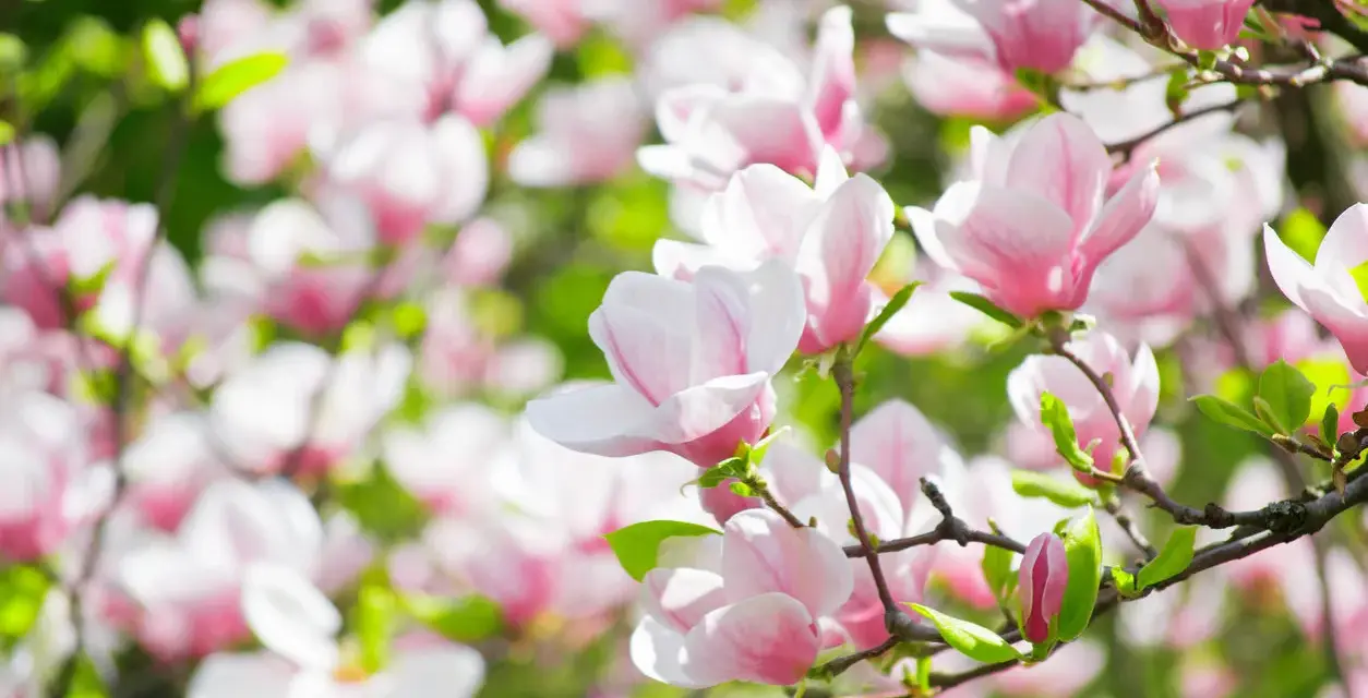 Vacker magnolia i full blom. En perfekt tid att plantera magnolia för att njuta av dessa rosa skönheter.