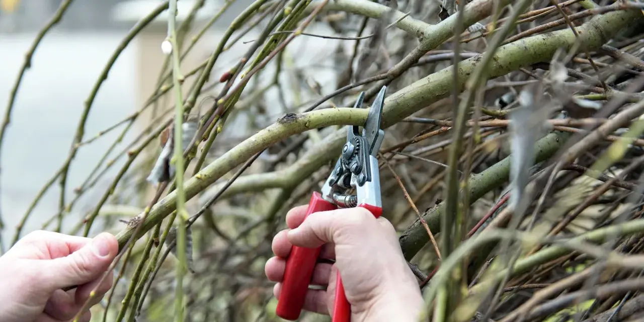 Hände schneiden Harlekinweide-Zweige mit einer roten Gartenschere.