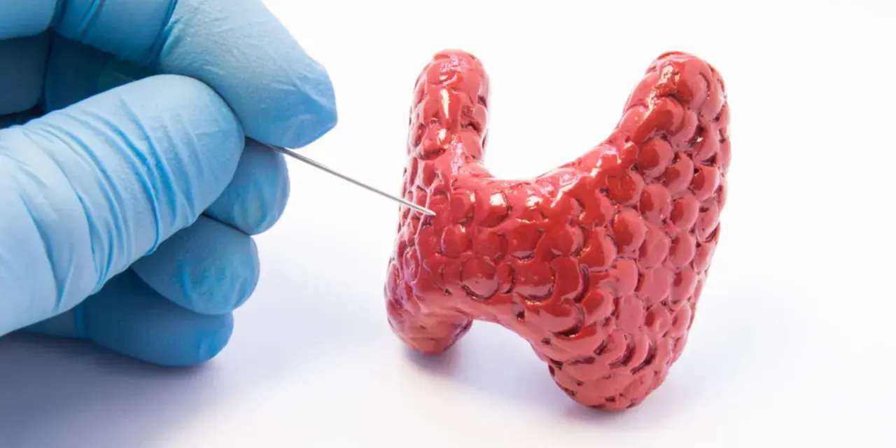 Ręka w niebieskiej rękawiczce wykonuje biopsję tarczycy, pobierając próbkę z czerwonego modelu gruczołu.