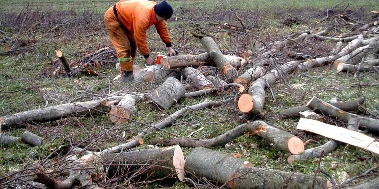 Drwal w pomarańczowym stroju tnie piłą mechaniczną ścięte drzewo na tle pola.