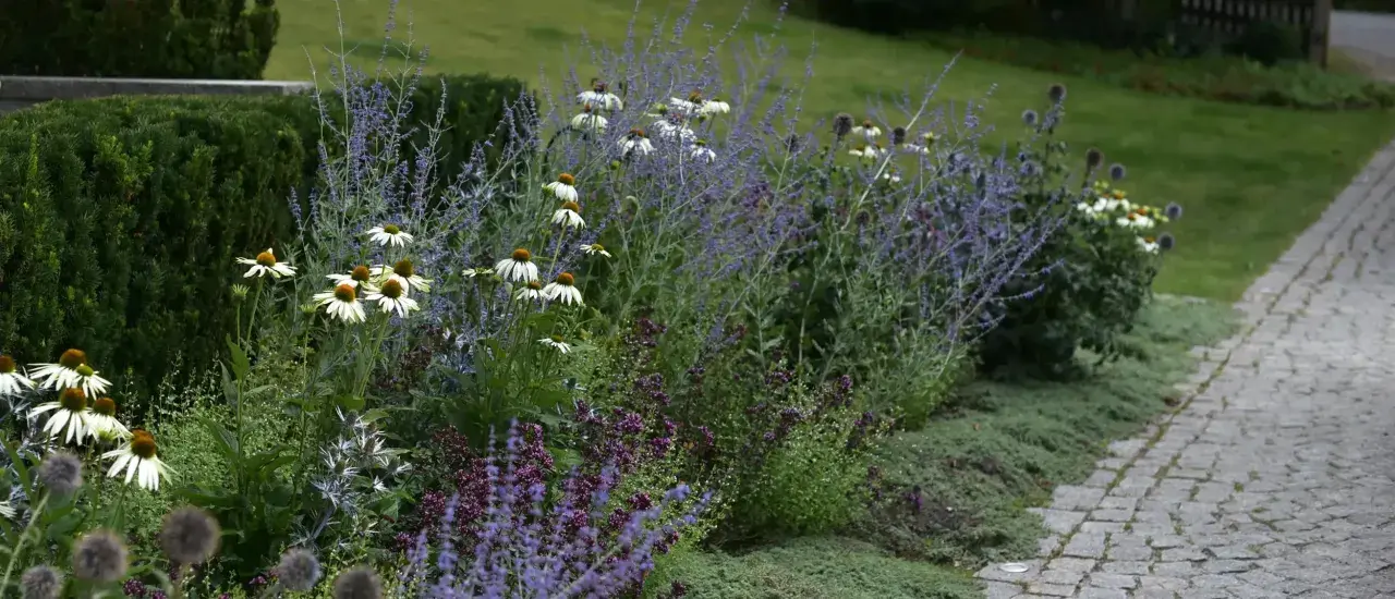 En vacker rabatt med vita solhattar, lila perovskia och en perenn som liknar chokladblomma.