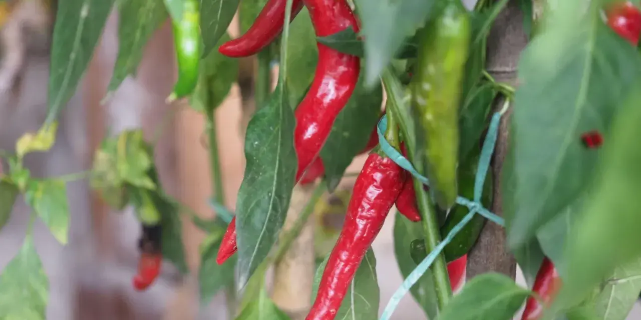 Dojrzała papryczka chili w doniczce, wśród zielonych liści. Kilka czerwonych i zielonych papryczek wisi na łodydze.