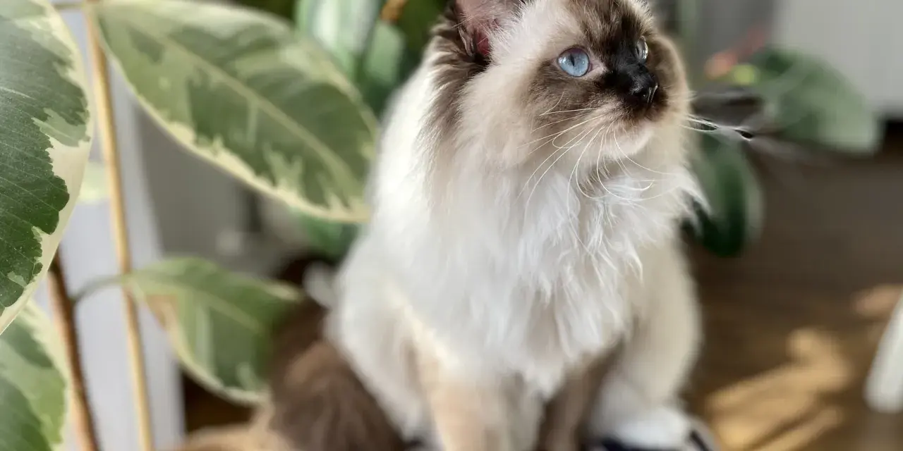 Piękny kot rasy Ragdoll z niebieskimi oczami siedzi obok rośliny. Zastanawiasz się, ile kosztuje Ragdoll?