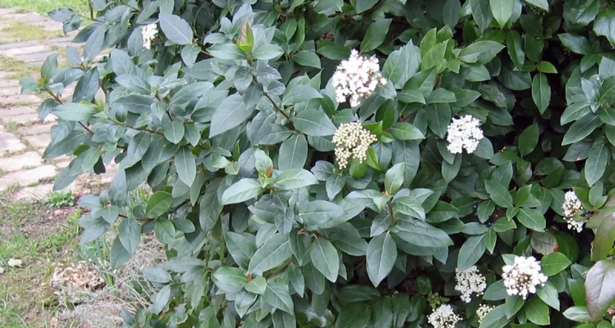 Gros plan sur un laurier tin en pleine floraison, ses feuilles persistantes d'un vert profond contrastent avec ses grappes de petites fleurs blanches.