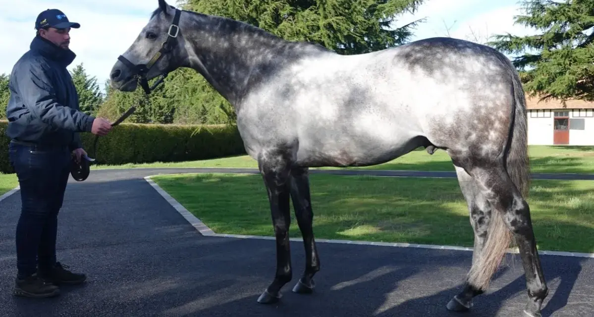 Un homme tient un magnifique cheval gris tacheté, un éphèbe pour toujours, sous un ciel bleu.