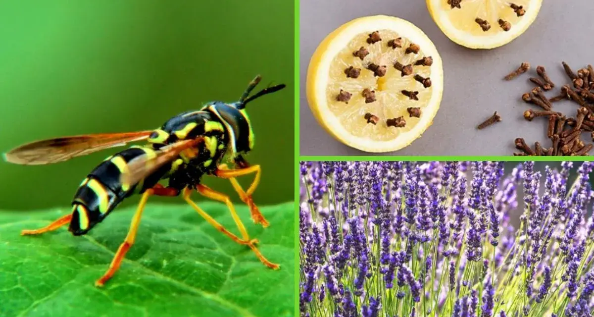 Curiosidades de las avispas: un insecto en una hoja, limones con clavos y lavanda.