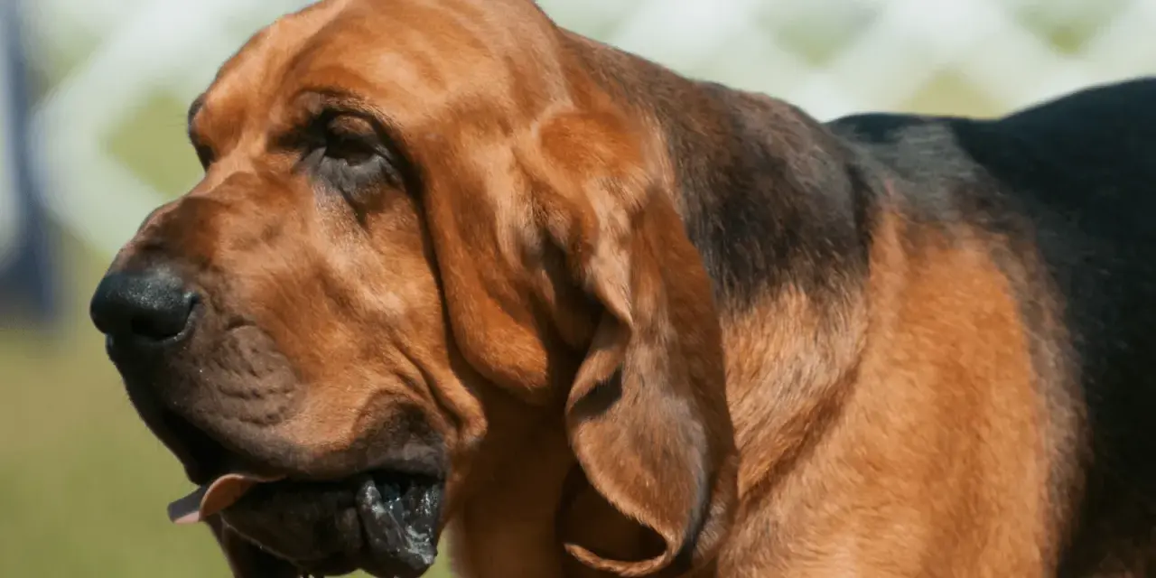 Brązowy pies rasy Bloodhound z charakterystycznymi, długimi fafle. Jego uszy opadają luźno, a język lekko wystaje.
