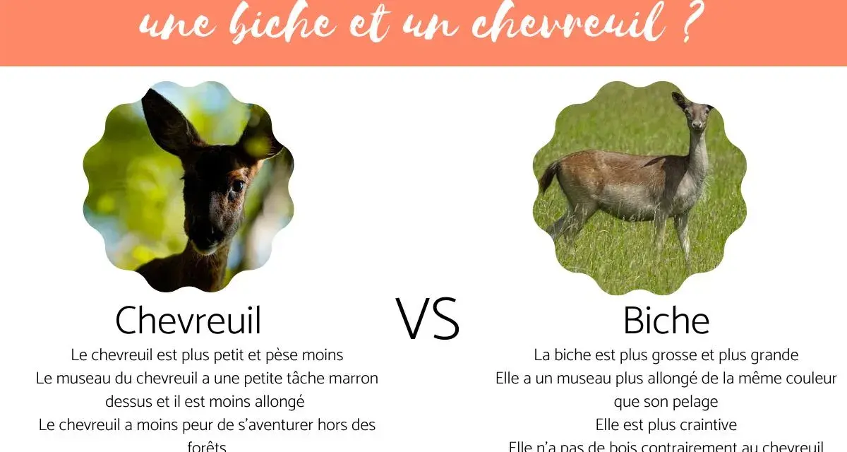 Un chevreuil, petit et agile, face à une biche, plus grande et craintive. L'image compare ces deux cervidés.