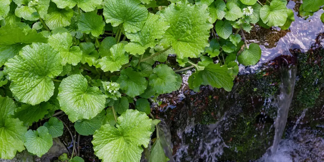 Grüne, herzförmige Blätter der Wasabi-Pflanze wachsen üppig am Ufer eines plätschernden Baches. Kleine weiße Blüten sind zwischen den Blättern zu sehen.